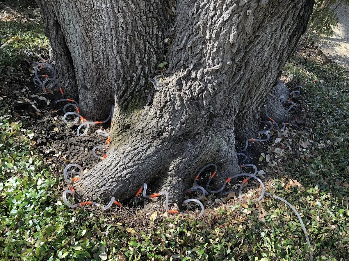 Detailed Tree Cabling and Bracing job site in Curryville